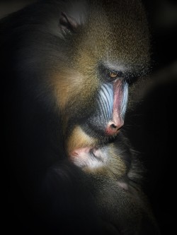 Monos, primates, monkeys, mandril, madre, amor, animal, mamífero, mammal