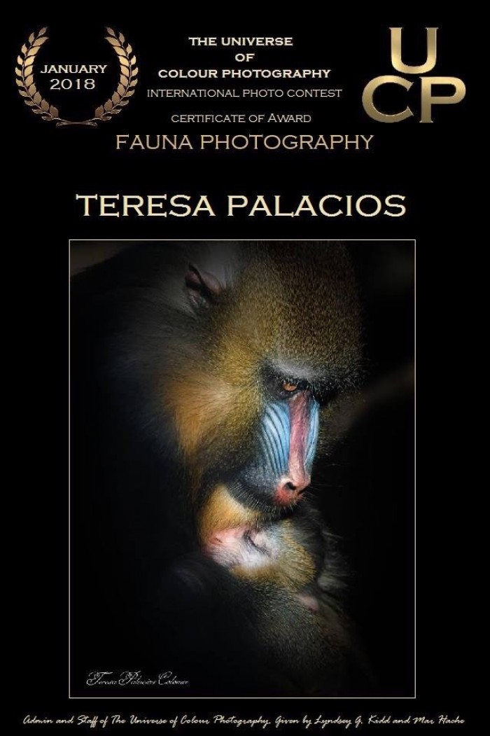 Premio concurso fotografía animales monos primates monkey