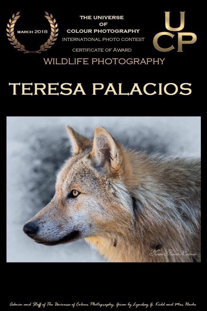 Premio, Lobo fotografía wolf