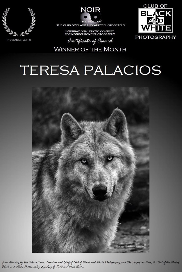 Lobo wolf blanco y negro concurso fotografía