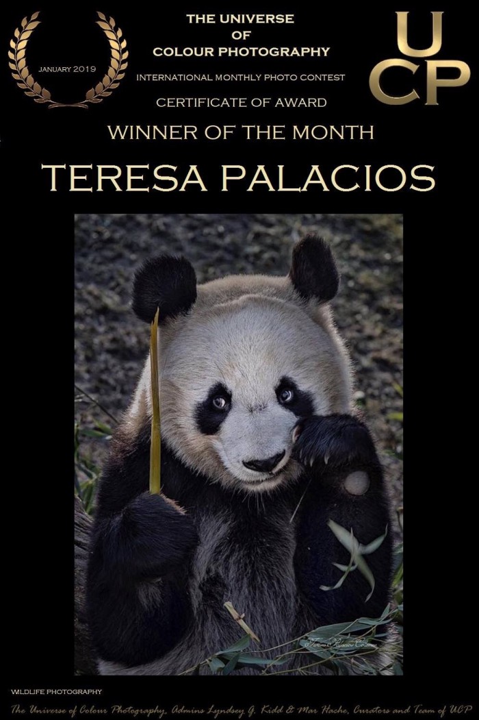 Oso panda bear concurso fotografía animal