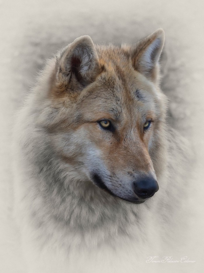 Lobo ártico ( Canis lupus arctos)