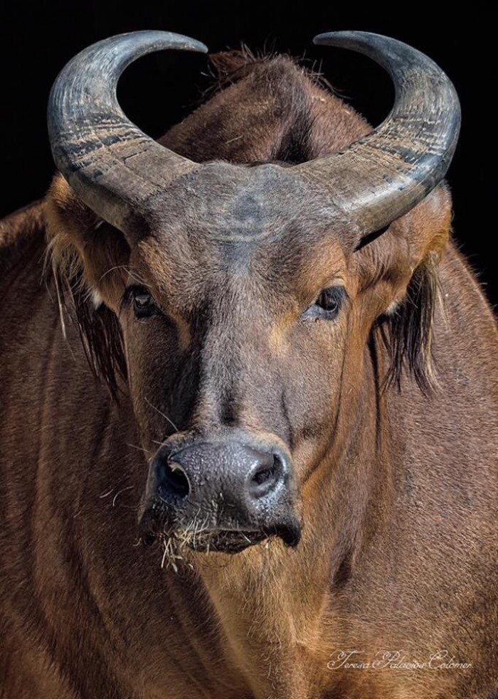 Búfalo rojo