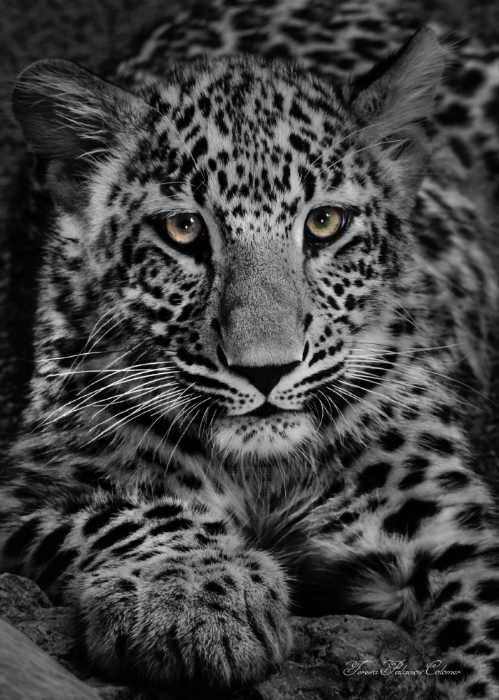 Leopardo (cría) (Panthera pardus)