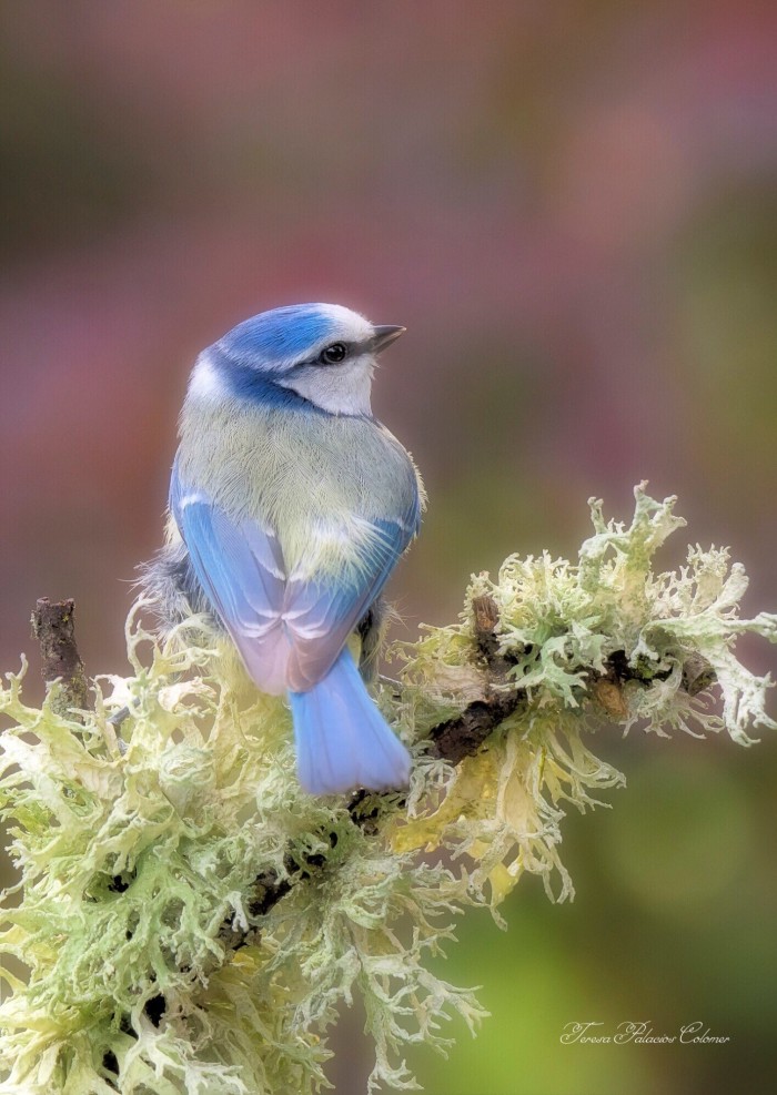 Herrerillo común (Cyanistes caeruleus)