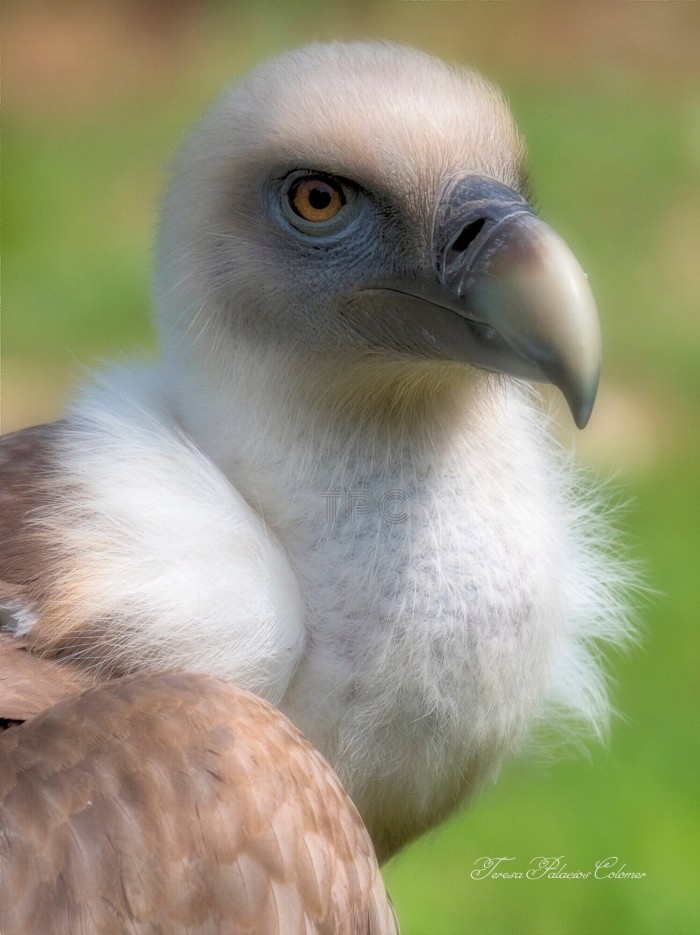 Buitre leonado (Gyps fulvus)