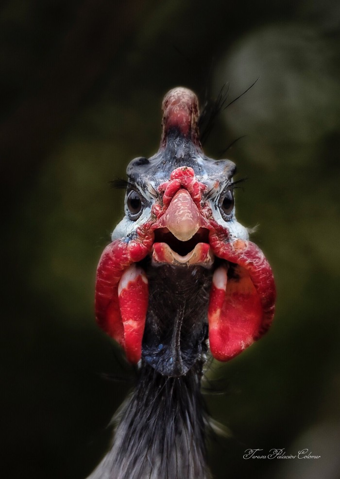 Gallina de Guinea (Numida meleagris)