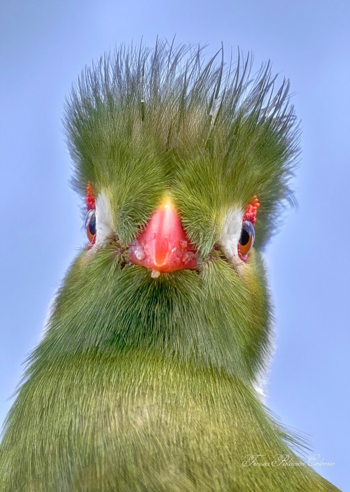 Turaco