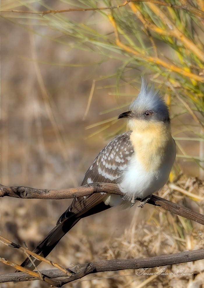 Críalo (Clamator glandarius)