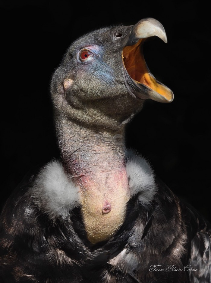 Cóndor (Vultur gryphus)