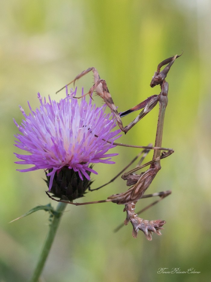 Mantis palo