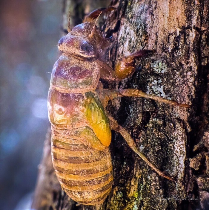 Metamorfosis de cigarra 1