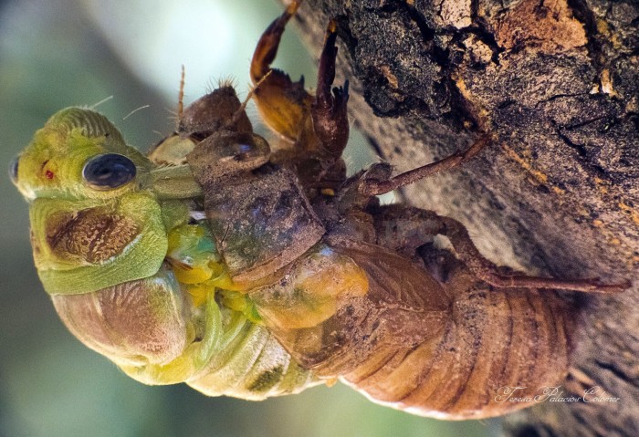 Metamorfosis de una cigarra 2