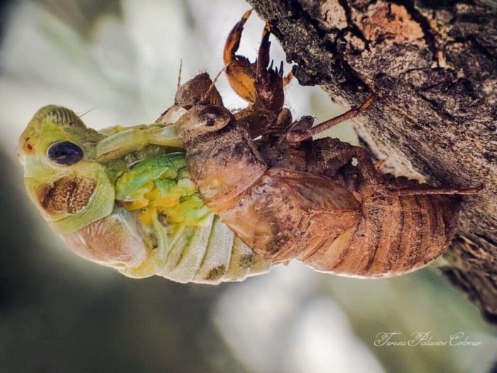 Metamorfosis de cigarra 3