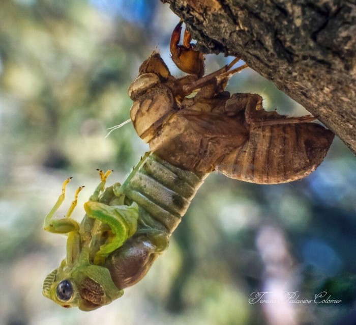 Metamorfosis de cigarra 4