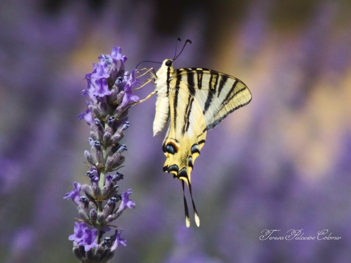 Mariposa