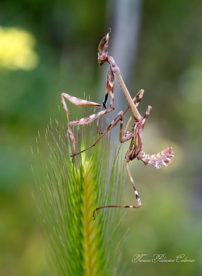 Mantis palo