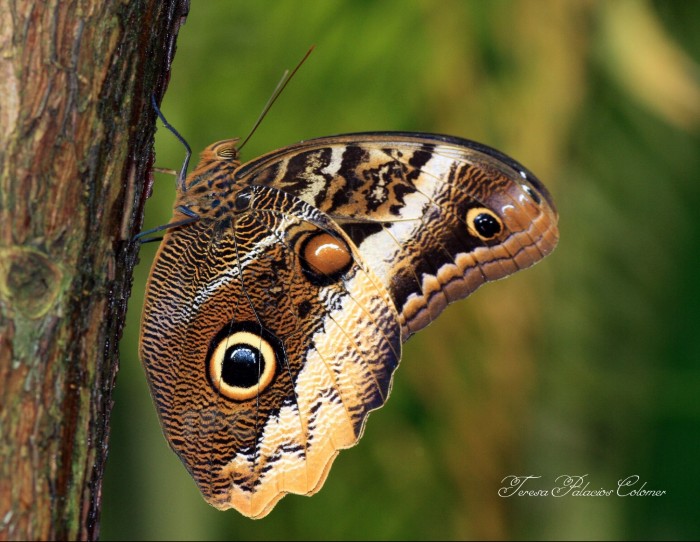 Mariposa buho