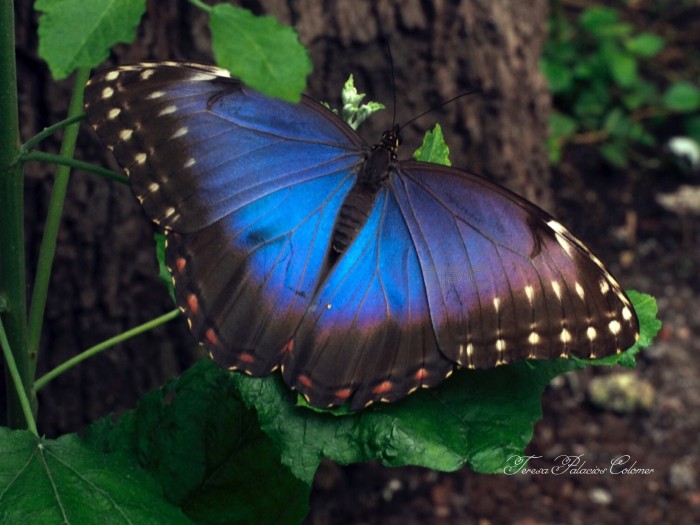 Mariposa Morpho Azul