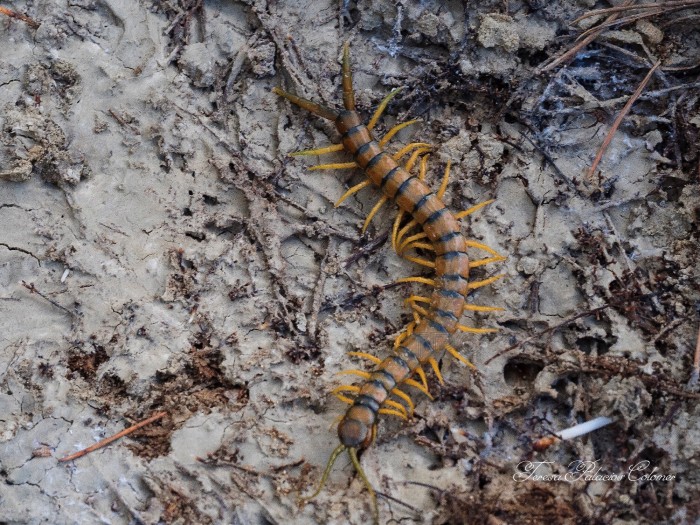 Escolopendra