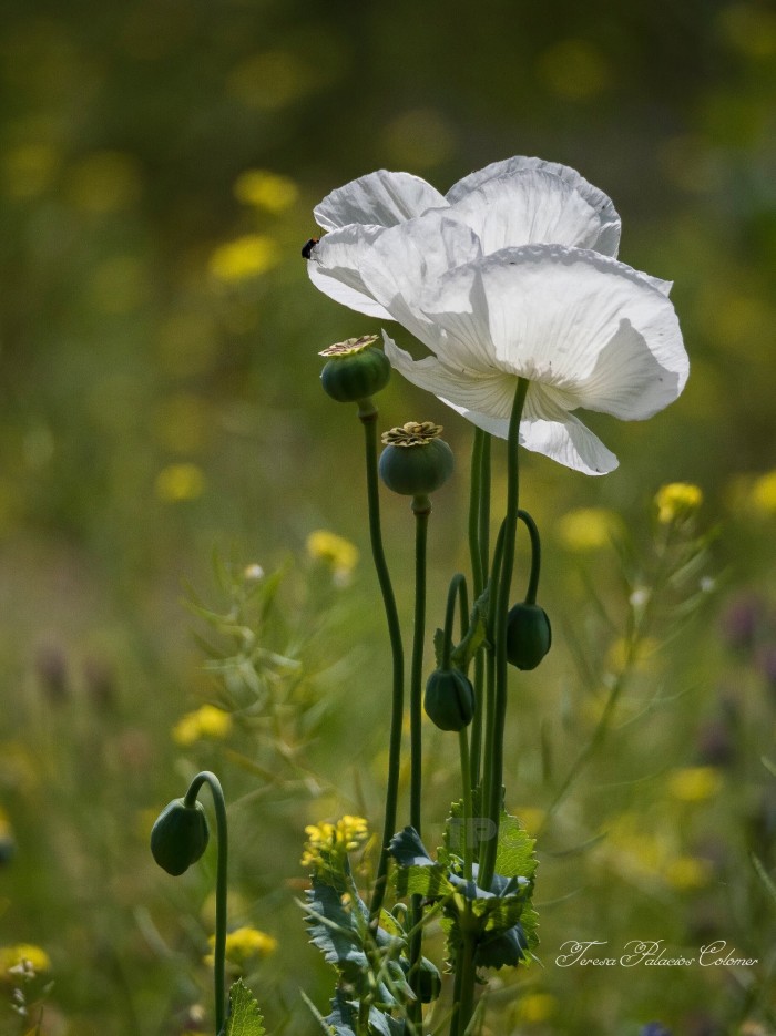 Amapola blanca