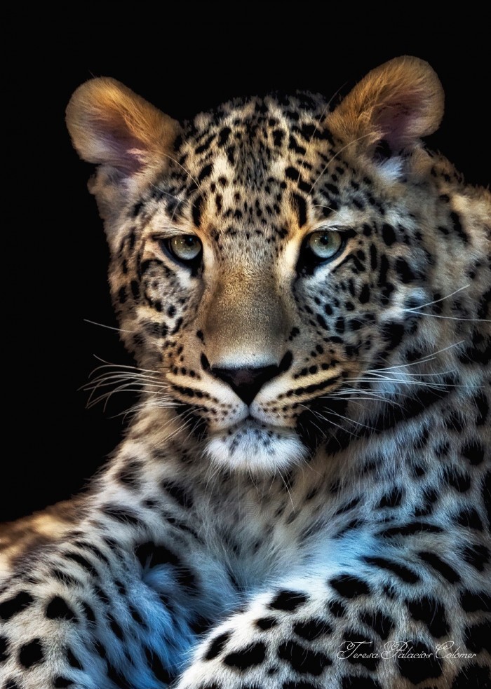 Leopardo joven (Panthera pardus)