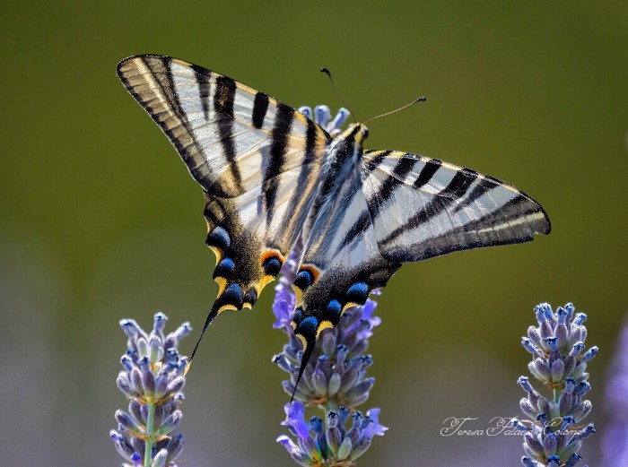 Mariposa chupaleches