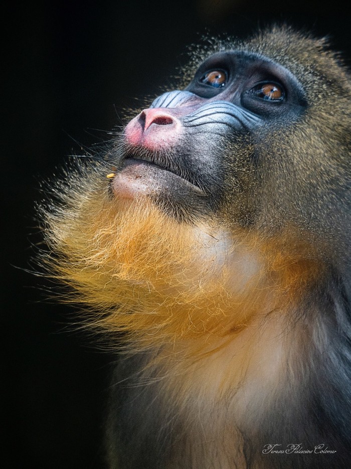 Mandril (Mandrillus sphinx)