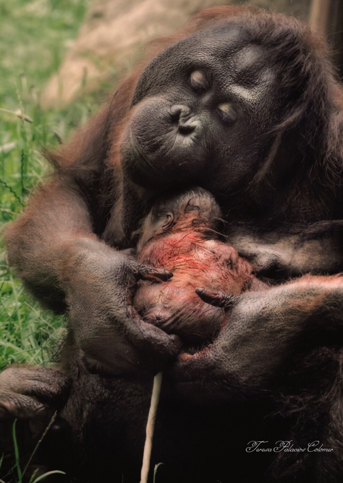Amor de madre 2 - Orangutanes (Pongo pygmaeus) - Recién nacido y unidos por el cordón umbilical