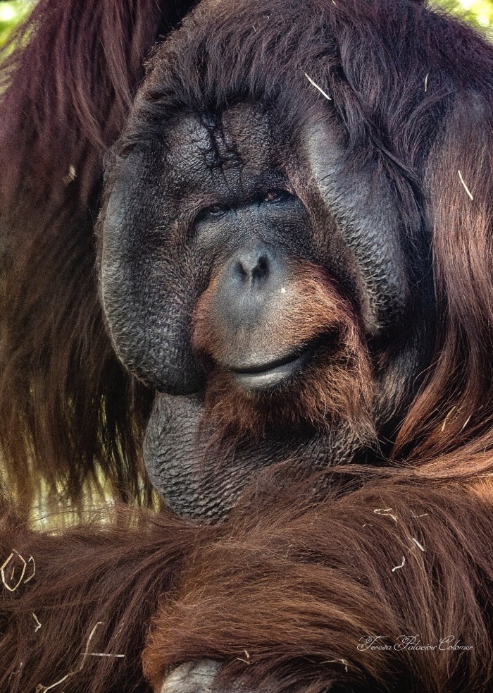 Orangután de Borneo macho (Pongo pygmaeus)
