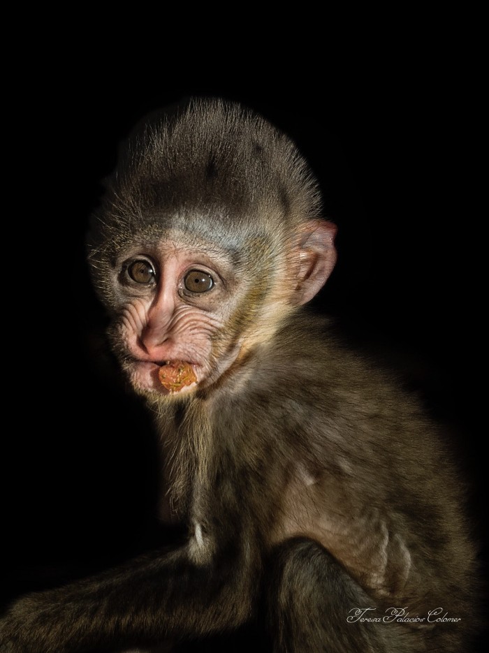 Cría de mandril (Mandrillus sphinx)