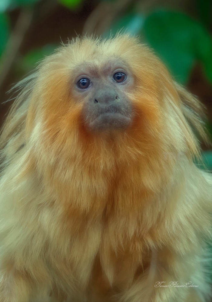 Tamarino león dorado (Leontopithecus rosalia)