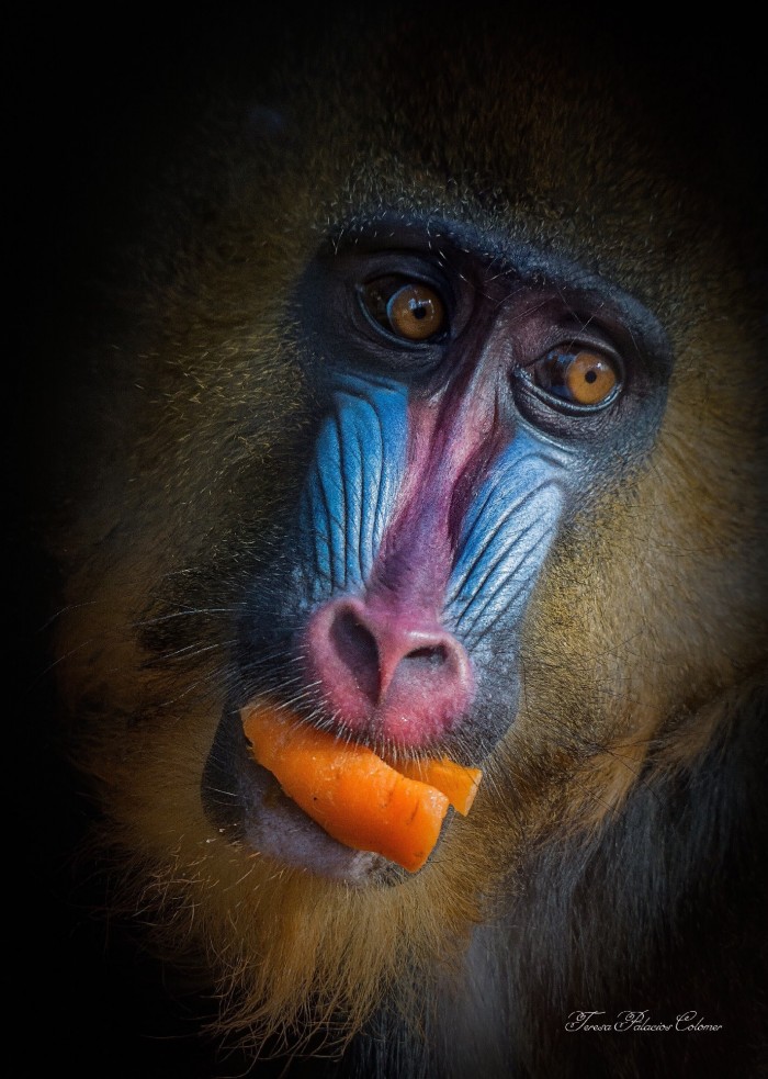 Mandril (Mandrillus sphinx)