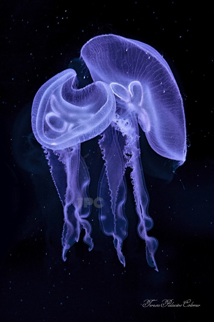 Medusas