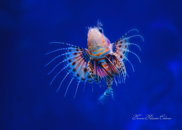 Pez dragón antenado (Pterois antennata)