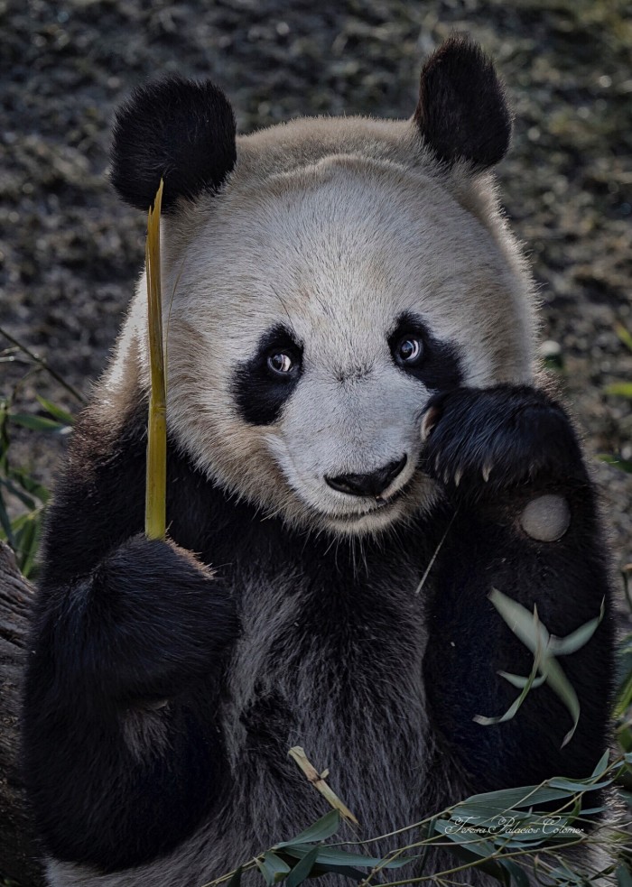 Oso panda