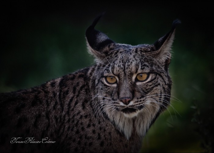 Lince ibérico