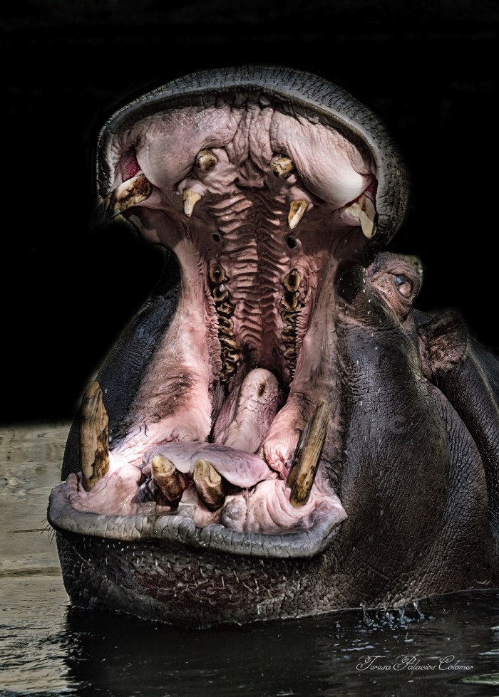 Hipopótamo bostezando