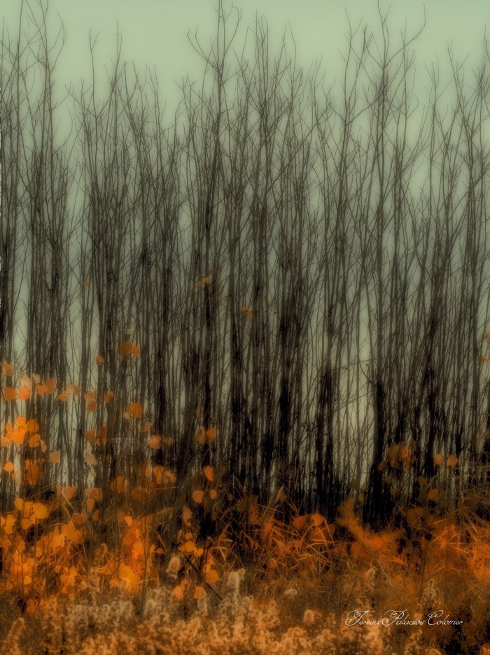 Bosque