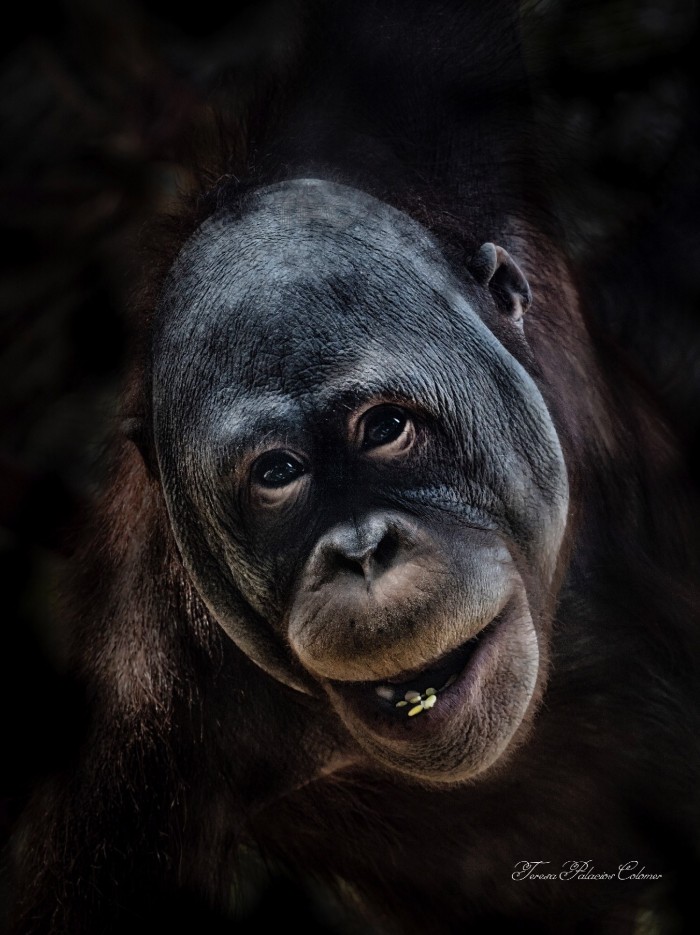 Orangután (Pongo pygmaeus)