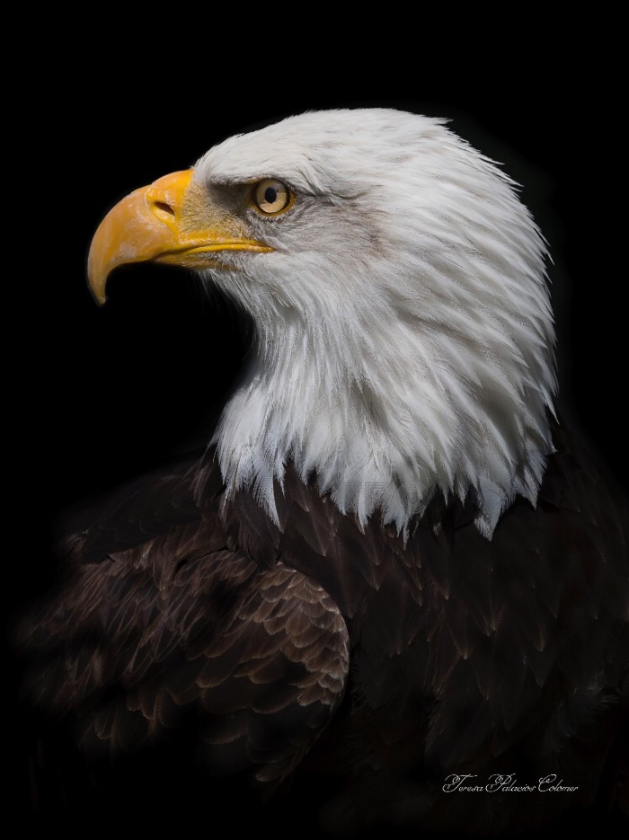 Aguila de cabeza blanca (Haliaeetus leucocephalus)