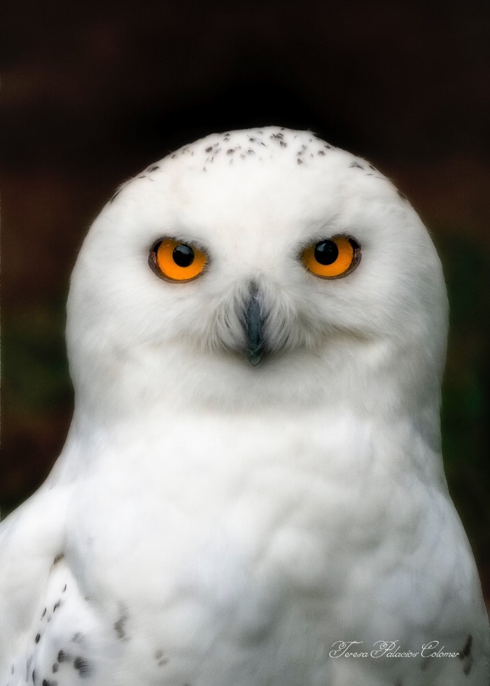 Búho Nival ( Bubo scandiacus)