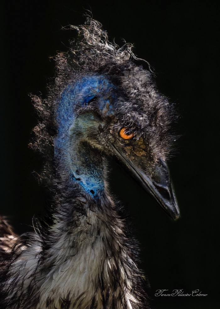 Emú (Dromaius novaehollandiae)