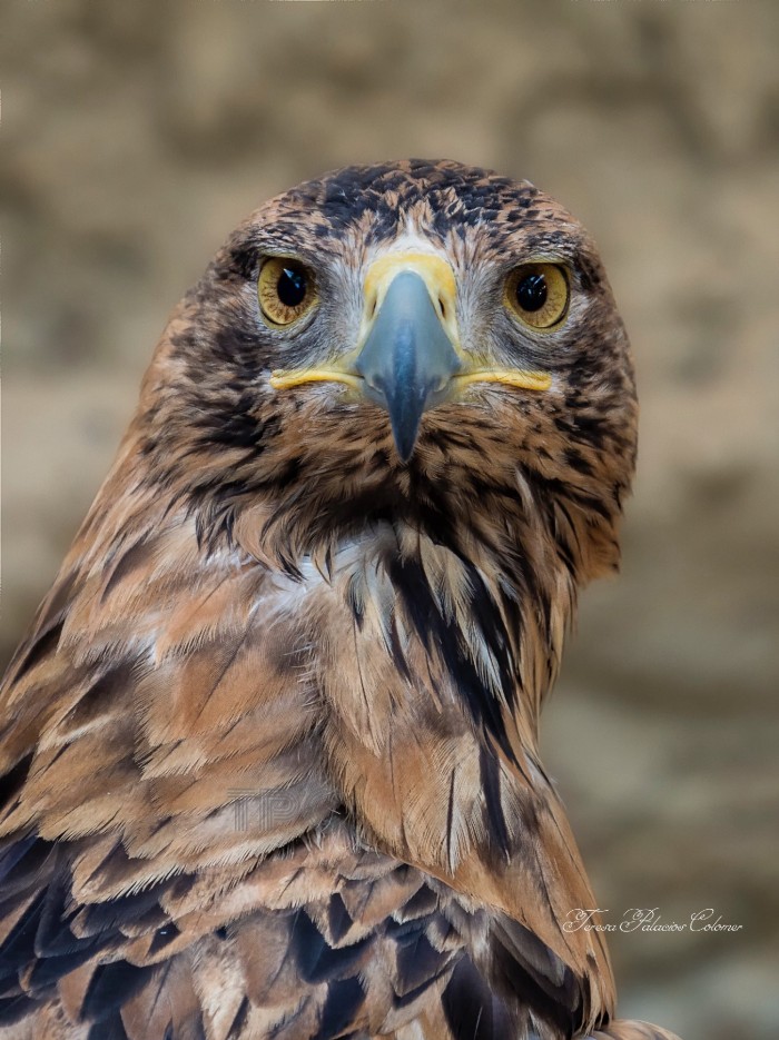 Águila Imperial Ibérica