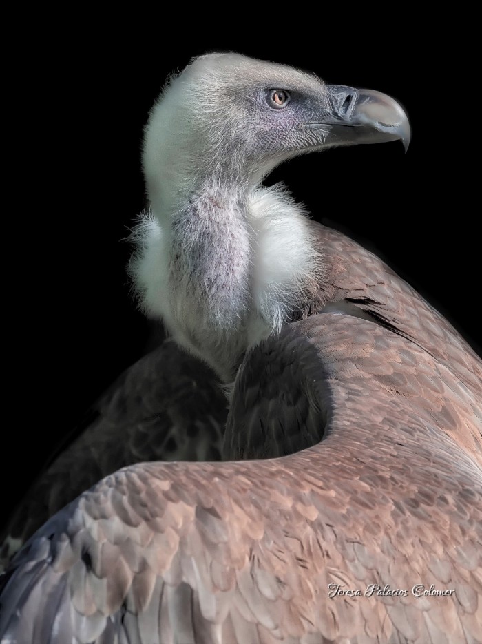 Buitre leonado (Gyps fulvus)