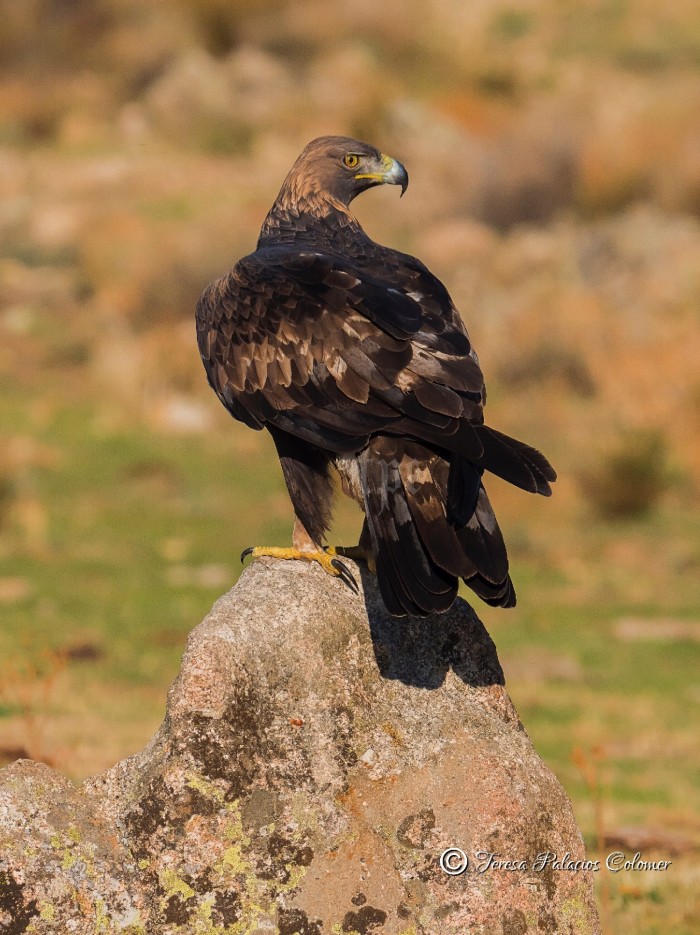 Águila real