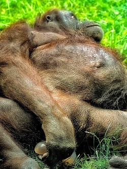 Nacimiento de orangután 1