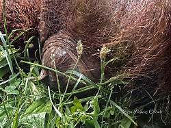 Nacimiento de orangután 2