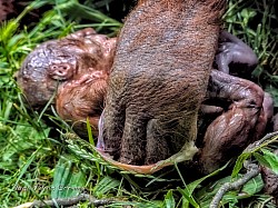 Nacimiento de orangután 3