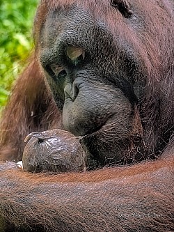 Nacimiento de orangután 4